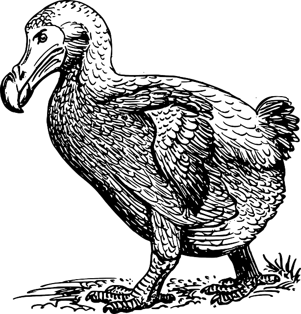 Dodo Walking - Sketch Of Dodo Bird Clipart (614x640), Png Download