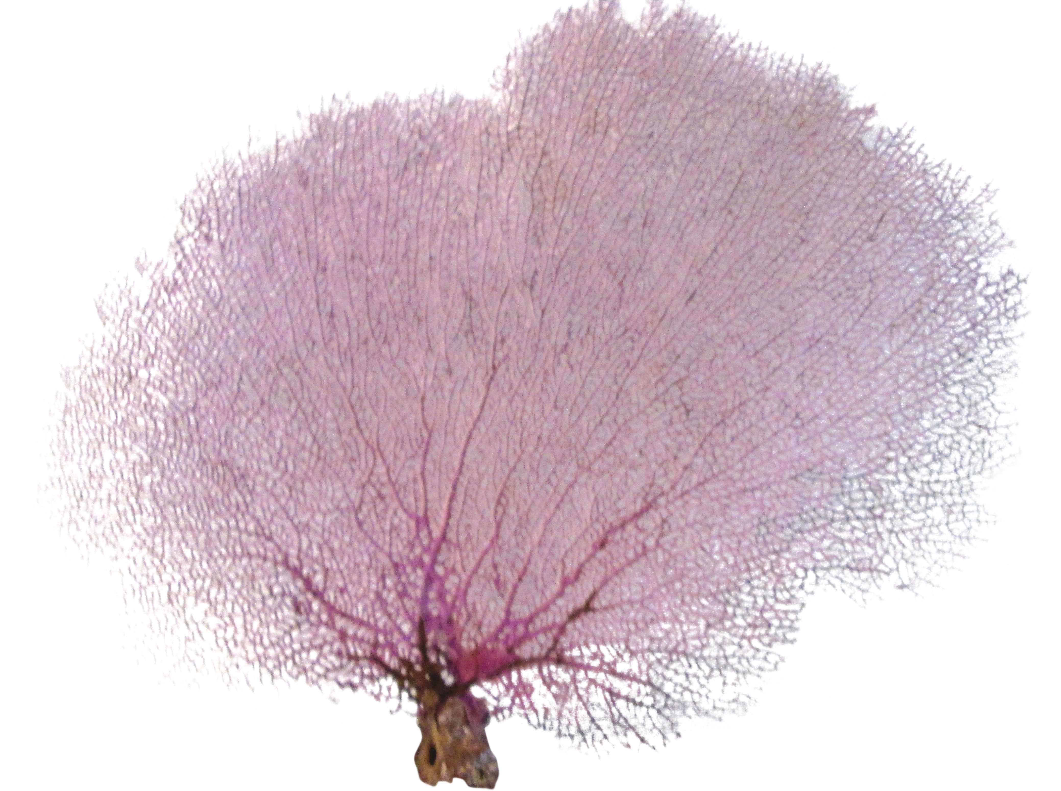 Coral Vector Sea Fan Clipart (4618x3263), Png Download