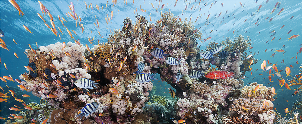 Sea Of Life - Underwater Life Real Photography Real Clipart (1000x1000), Png Download