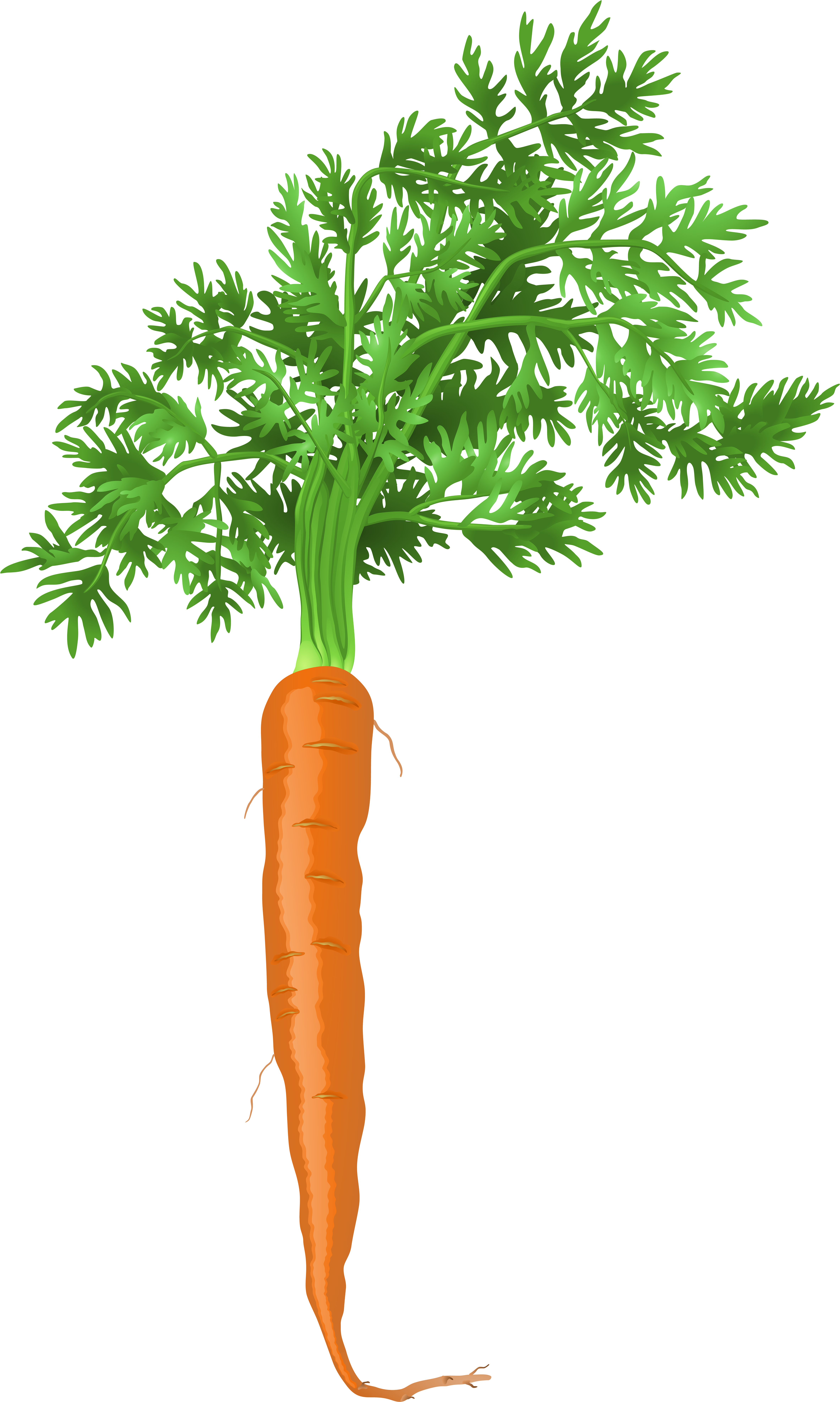 Root Vegetable Plant Transparent Clipart (4770x8000), Png Download