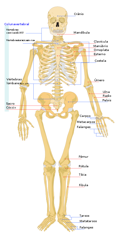 Human Skeleton Front En - Four Main Functions Of Skeleton Clipart (744x1052), Png Download