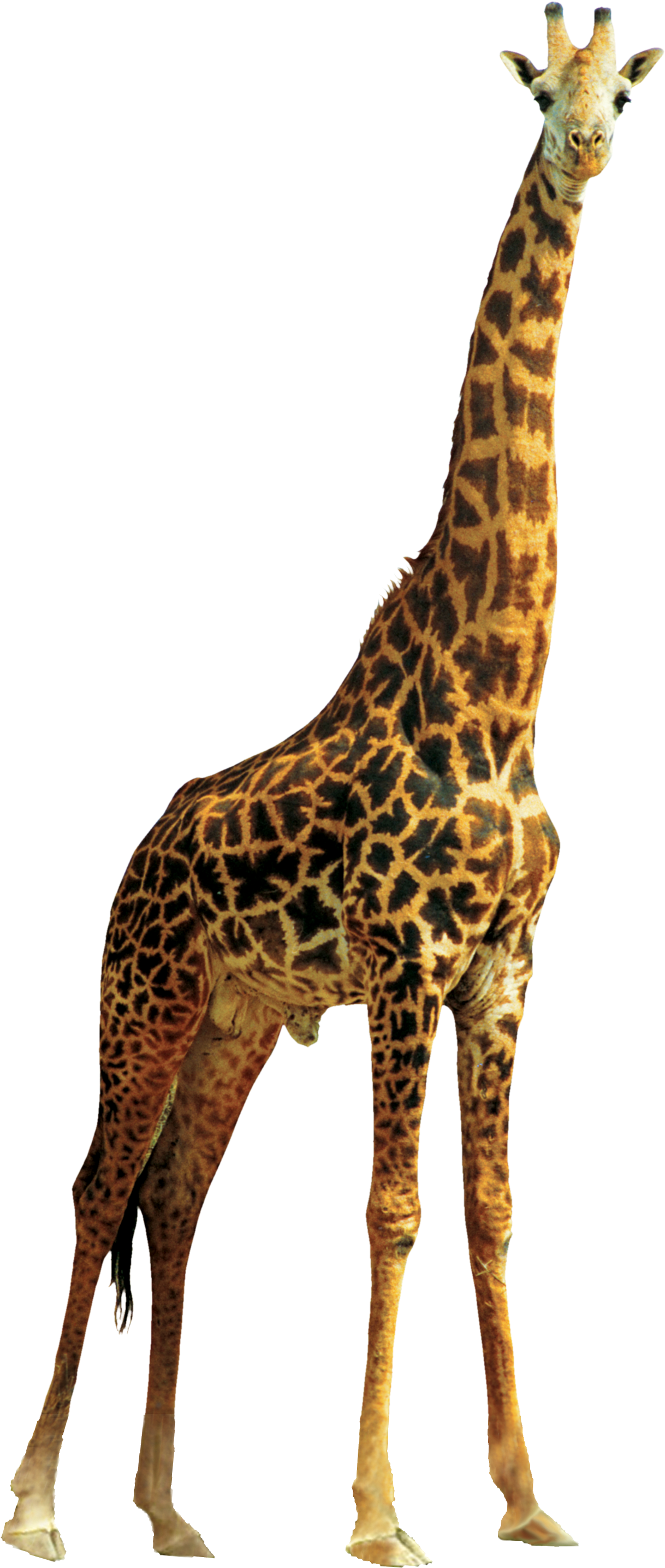 Giraffe - Giraffe Png Clipart (1000x2155), Png Download
