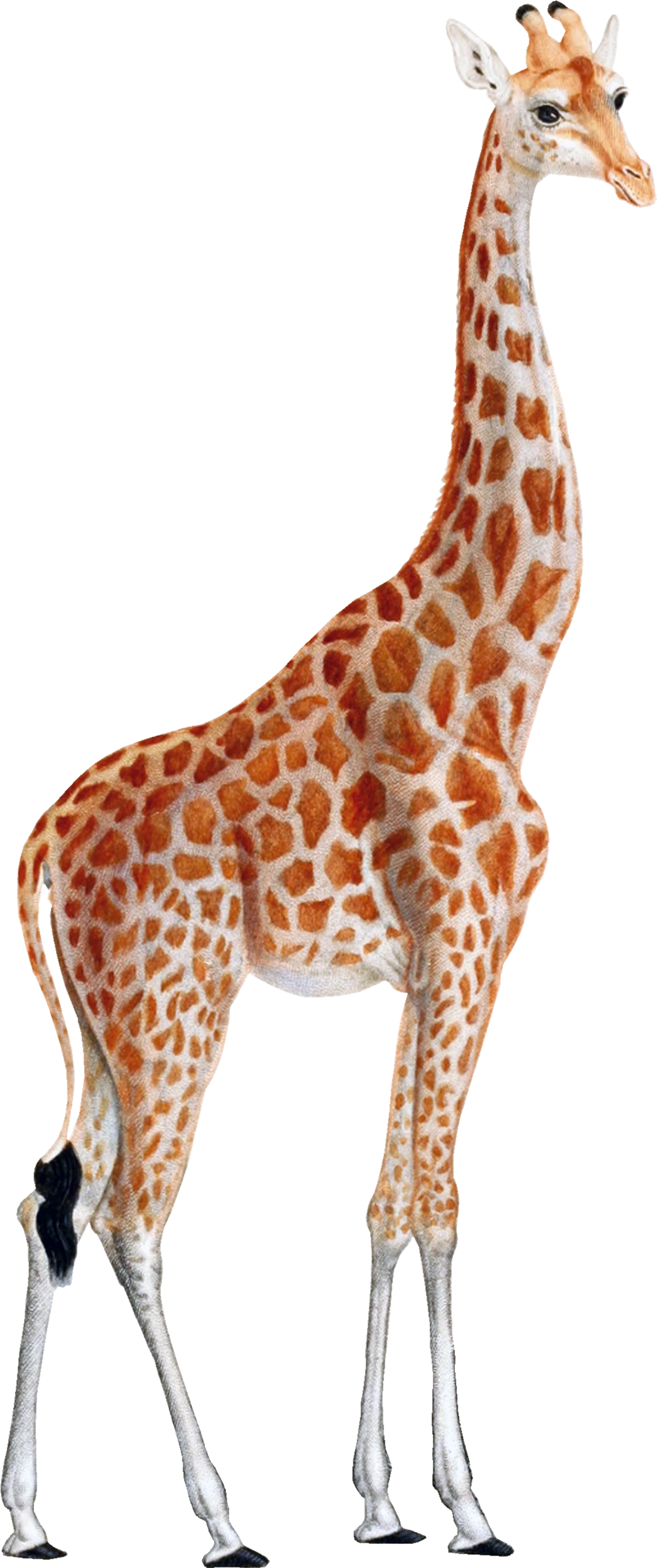 Giraffe Png - Giraffe Clipart Transparent Png (2400x3000), Png Download