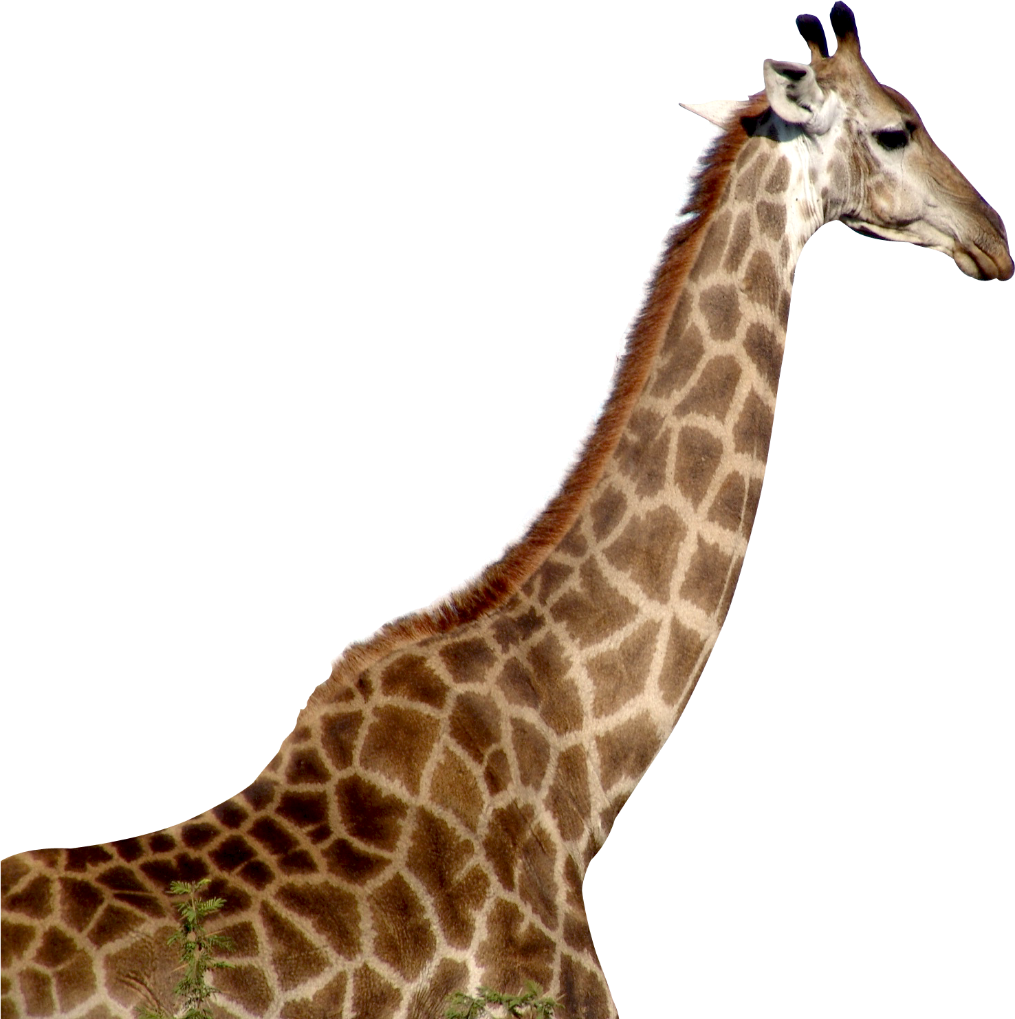 Giraffe Download Png - Giraffe Png Clipart (1572x1536), Png Download