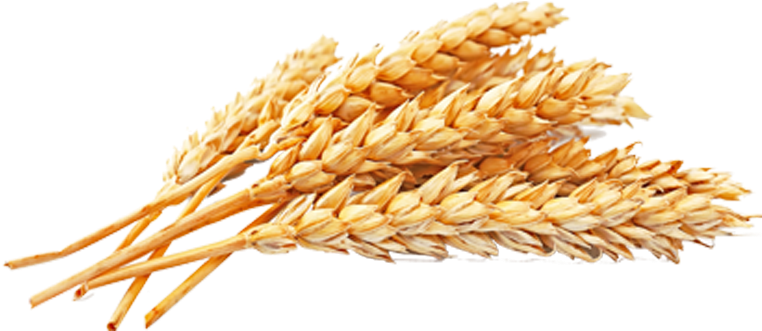 Wheat Png Free Download - Wheat Png Clipart (780x518), Png Download