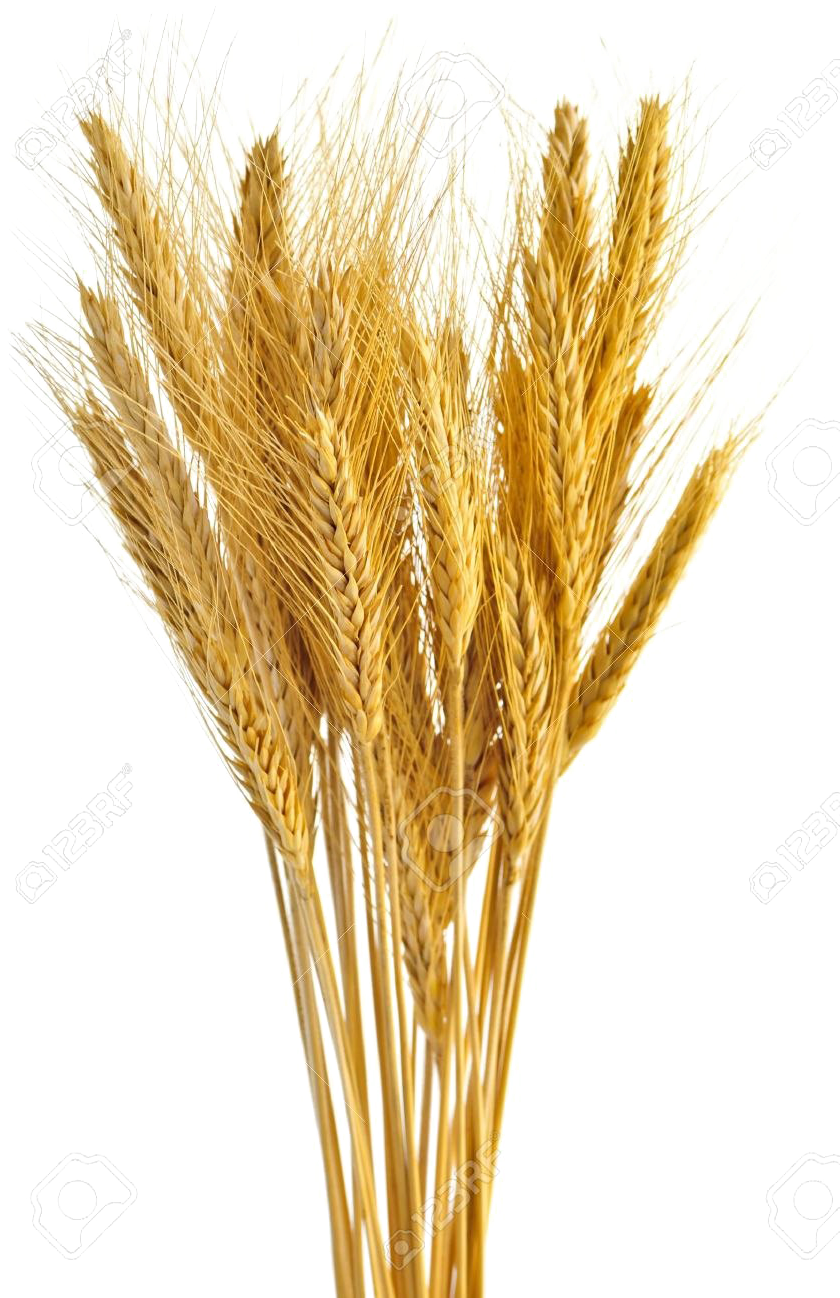 Bunch Of Wheat , Png Download Clipart (840x1298), Png Download
