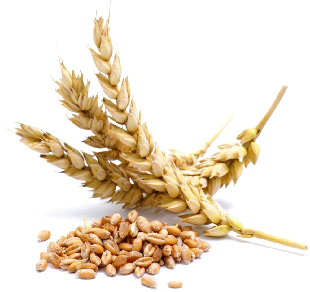 Download Wheat Png Transparent Image - Semillas De Trigo Png Clipart