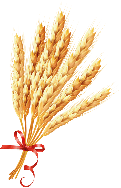 Download Wheat Png Images Background - Зерно Пнг Clipart (480x745), Png Download