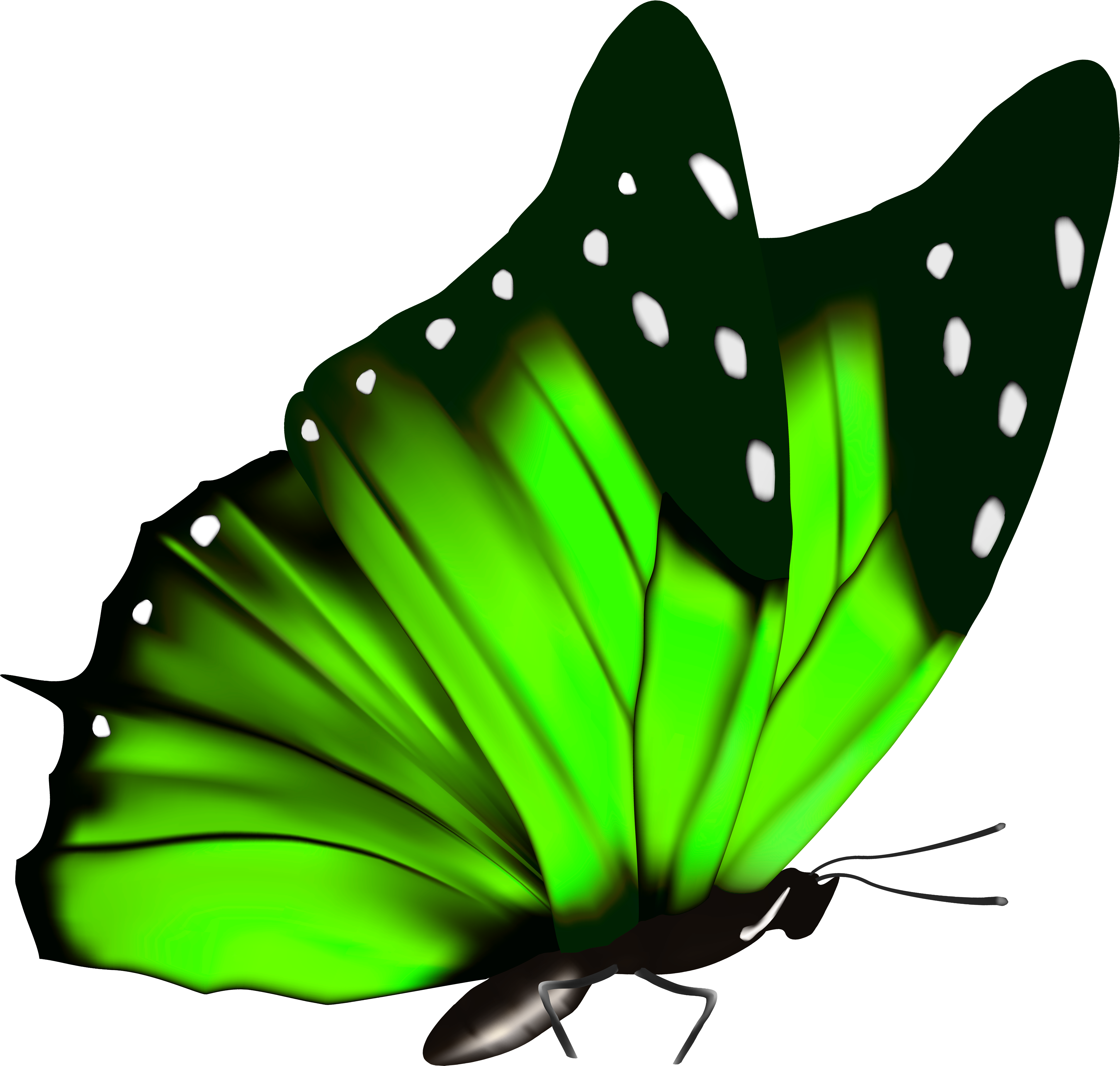 Green Butterfly Png Clipart Image - Green Butterfly Clipart Png Transparent Png (5000x4864), Png Download
