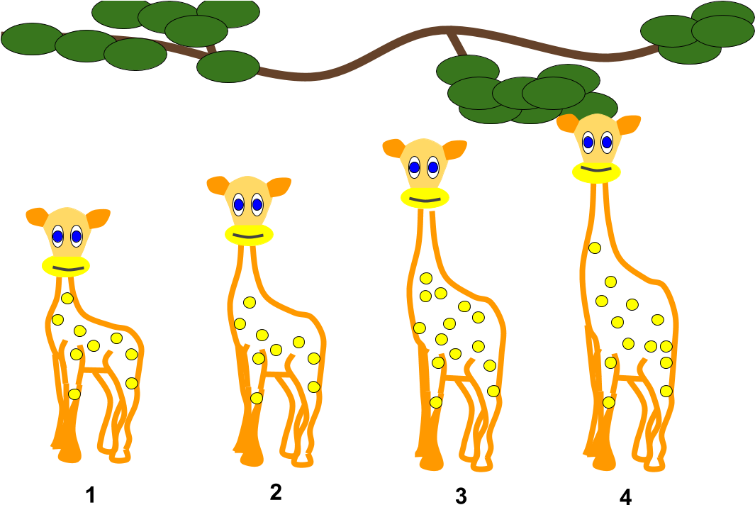 Lamarckian Inheritance- Giraffes - Giraffe Lamarck Clipart (1120x726), Png Download