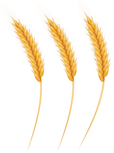 Free Png Download Wheat Grains Clipart Png Photo Png - Grain Clipart Png Transparent Png (480x652), Png Download