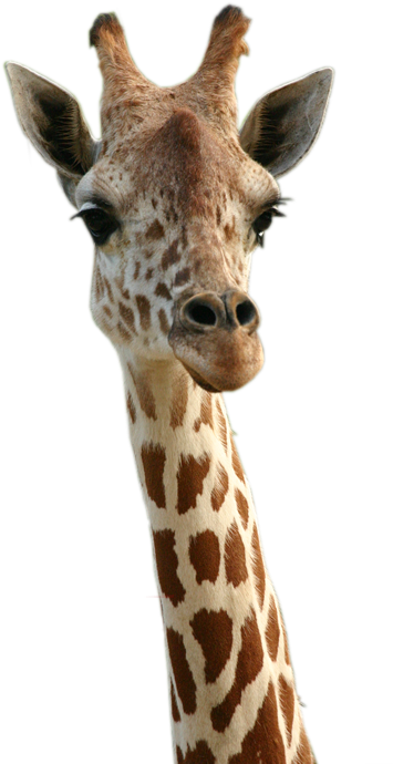 Liked Like Share - Happy Birthday With Giraffe Clipart (500x750), Png Download