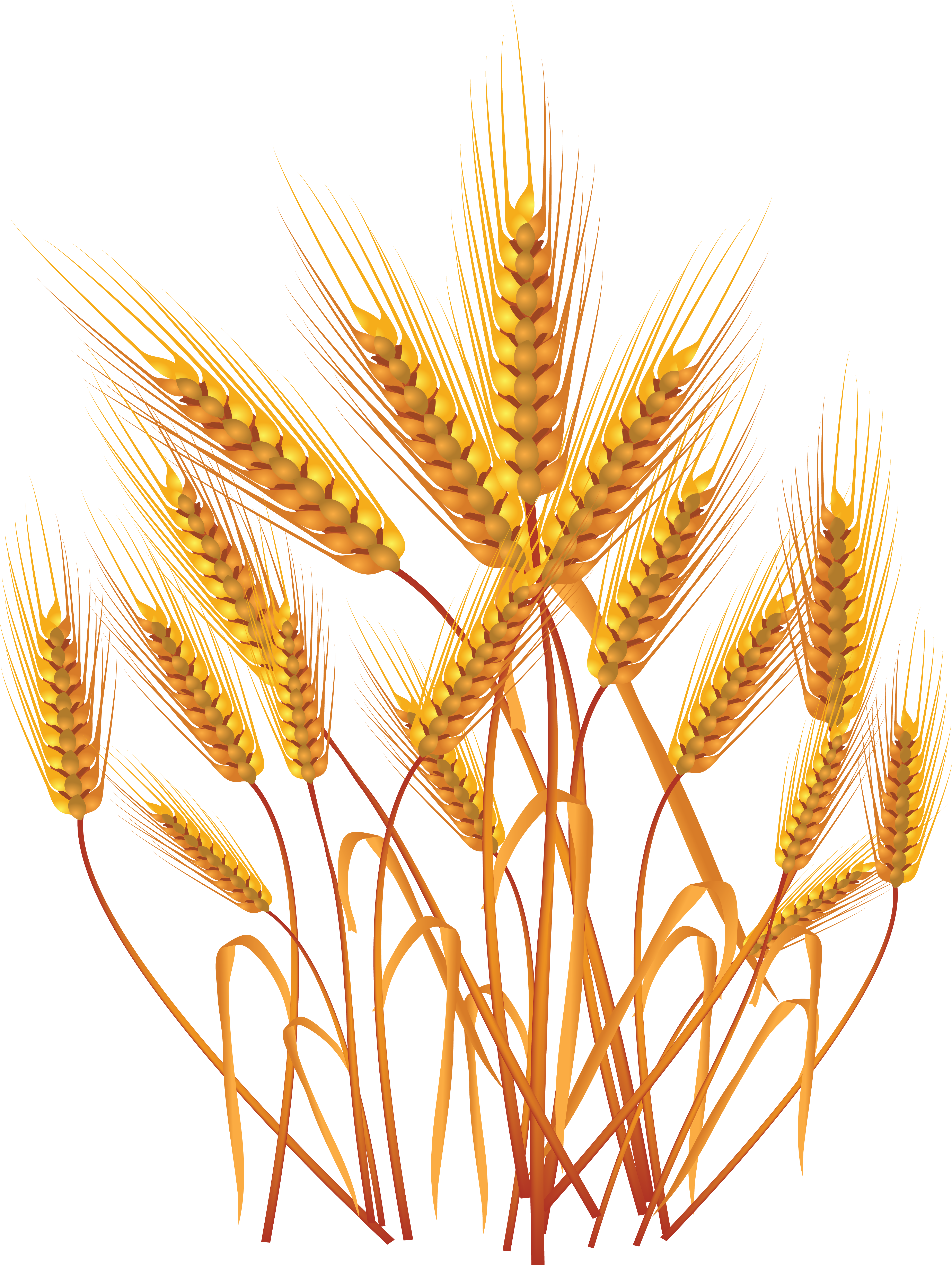 Wheat Png Clipart (4652x6182), Png Download