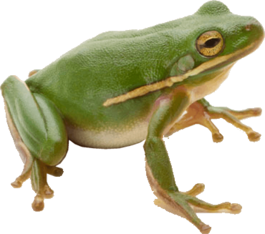 Png Frog - Frog Png Clipart (850x752), Png Download