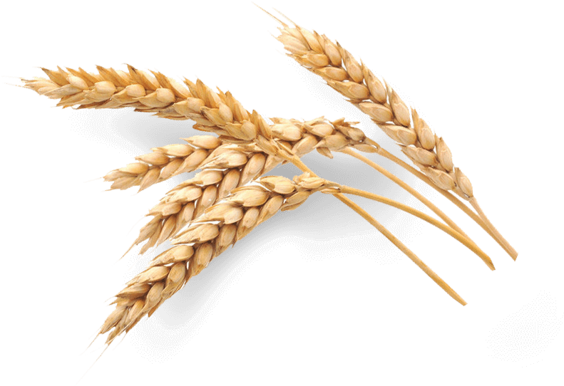 Oat Wheat Clipart (814x543), Png Download