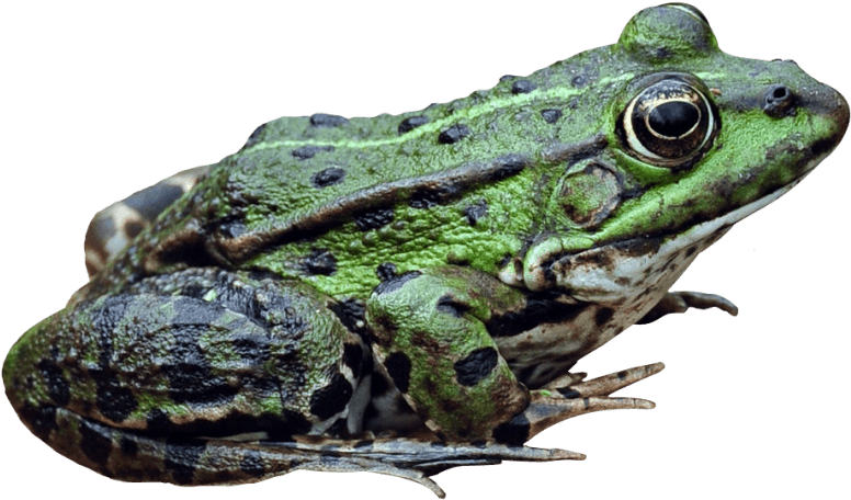 Free Png Download Frog Png Images Background Png Images - Mink Frog Clipart (850x533), Png Download