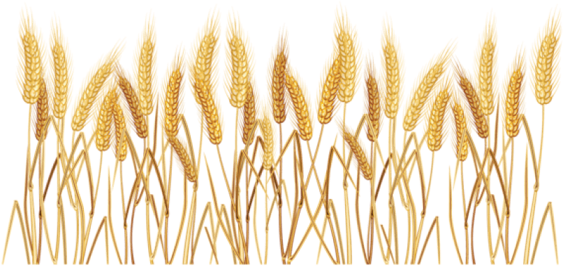 Grain Clipart Yellow Wheat - Transparent Crop Clip Art - Png Download (850x529), Png Download