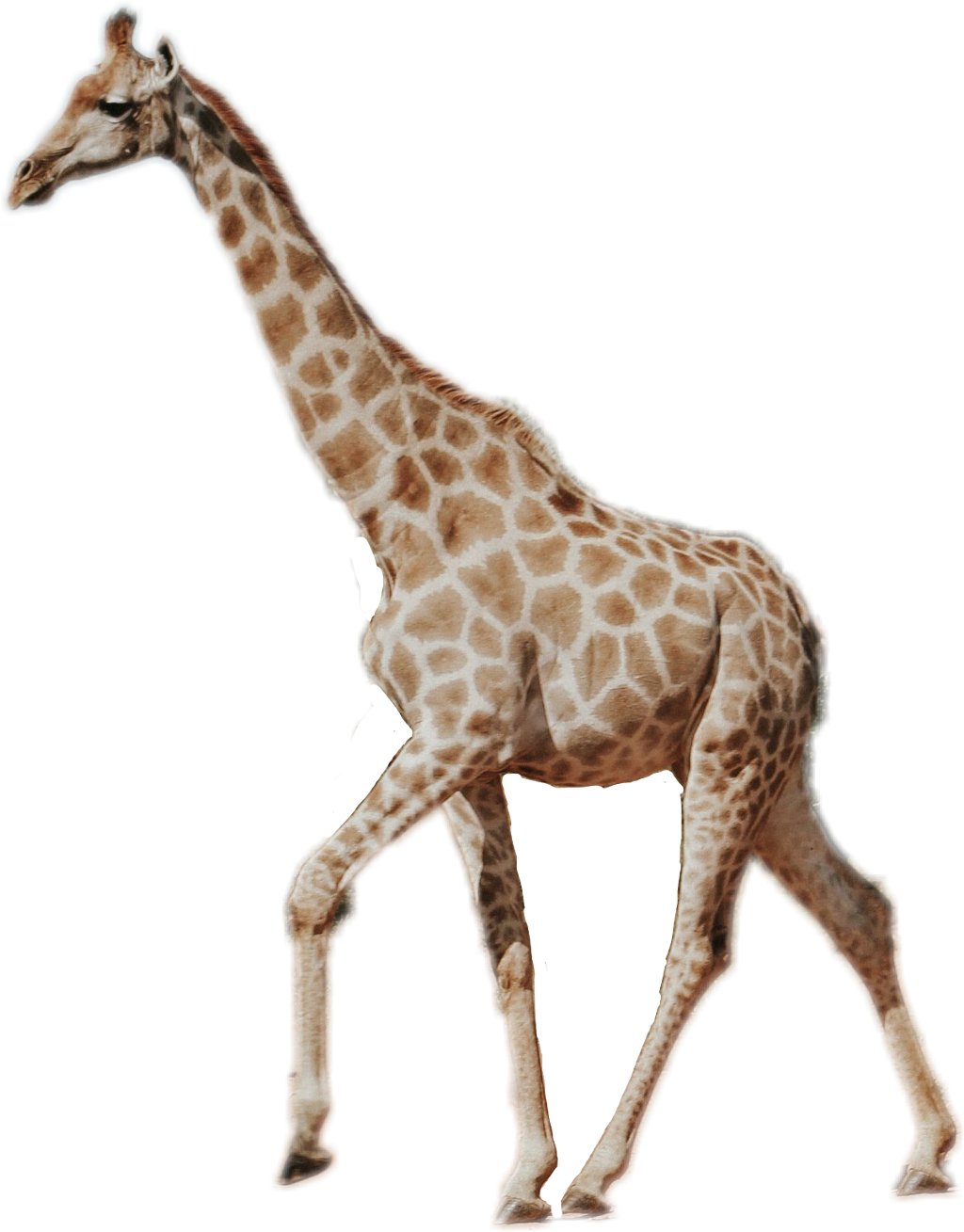 Giraffe Sticker - Giraffe Picsart Clipart (1024x1309), Png Download