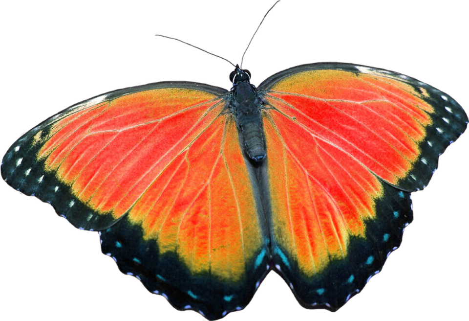 Butterfly, Png, Without Background, Craft Materials - Butterfly Clipart (960x656), Png Download