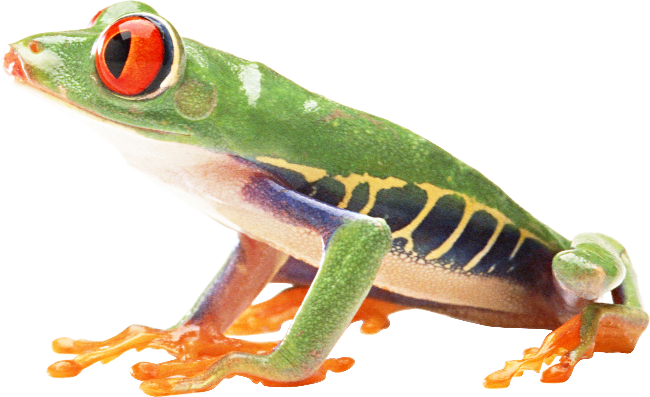 Frog Png Download Image - Frogs With White Background Clipart (2126x1300), Png Download