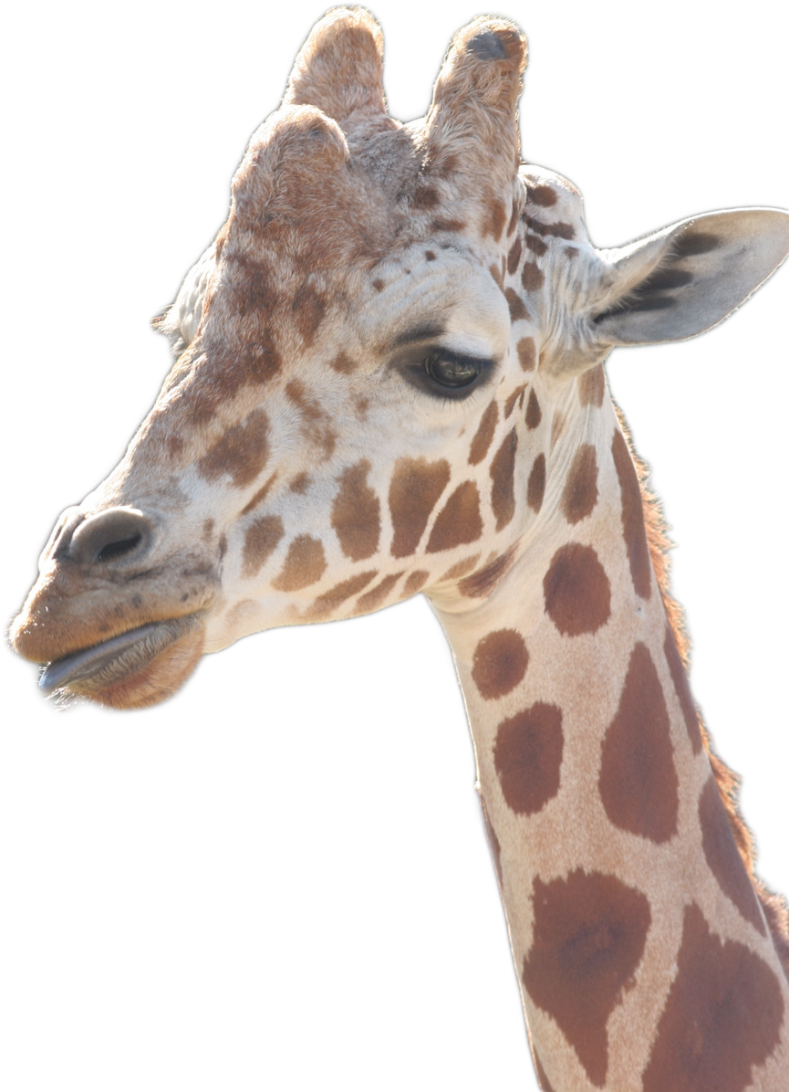 Giraffe Clipart (955x1432), Png Download