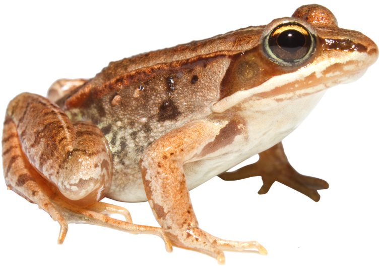 Amphibian Png Clipart (1081x739), Png Download