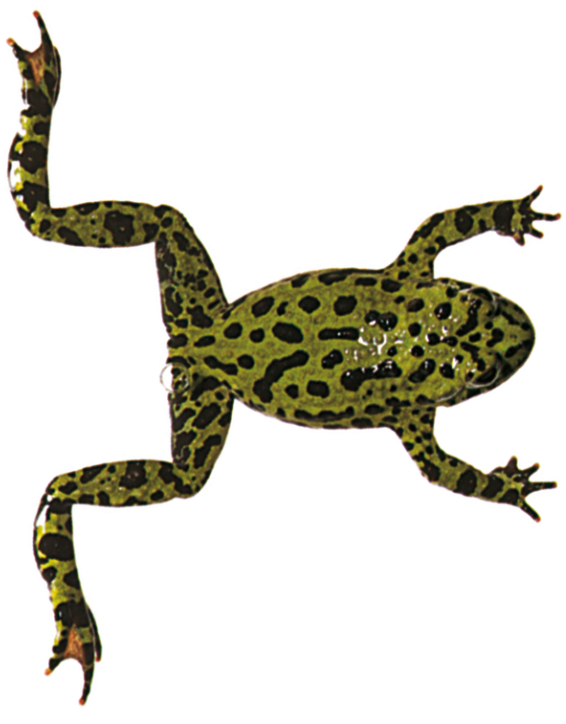 Aquatic Frogs Swimming Dk Find Out Swimmingc - Frogs Front Legs Appear Clipart (640x759), Png Download