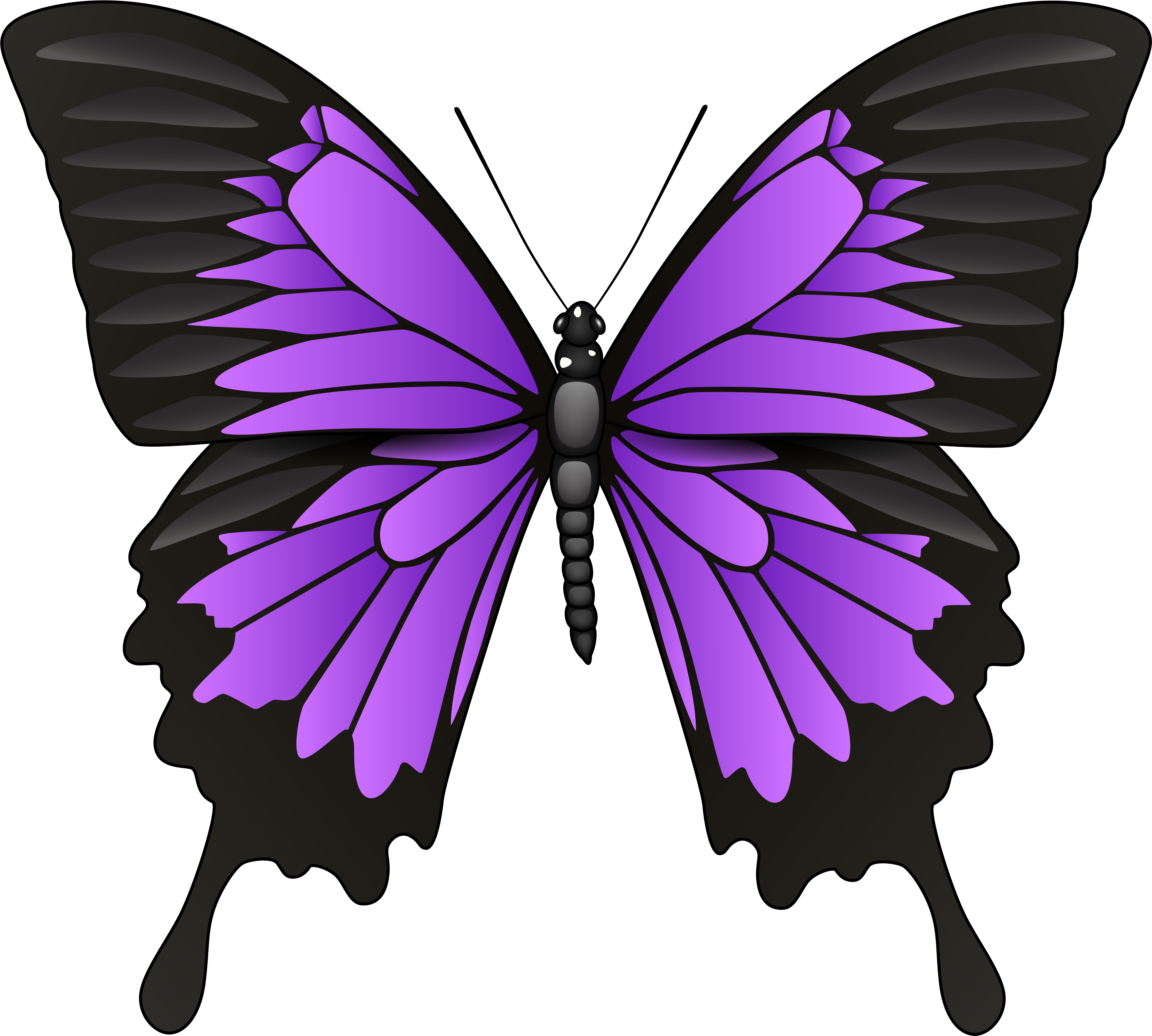 Фиолетовые бабочки картинки. Изображение бабочки. Бабочка рисунок. Бабочка фиолетовая. Симметричная бабочка.