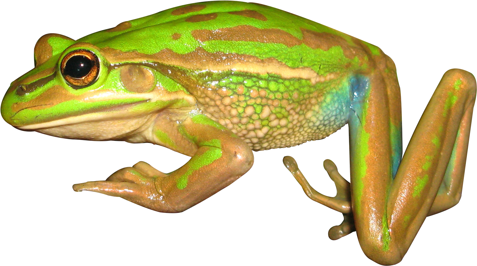 Download Png Image Report - Bronze Frog Clipart (1904x1300), Png Download