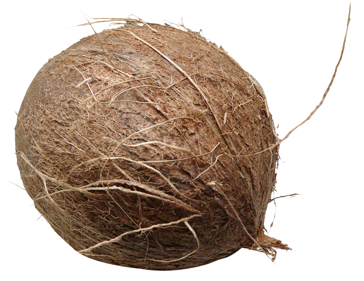 Download Coconut Png Image - Coconuts Png Clipart (1249x965), Png Download