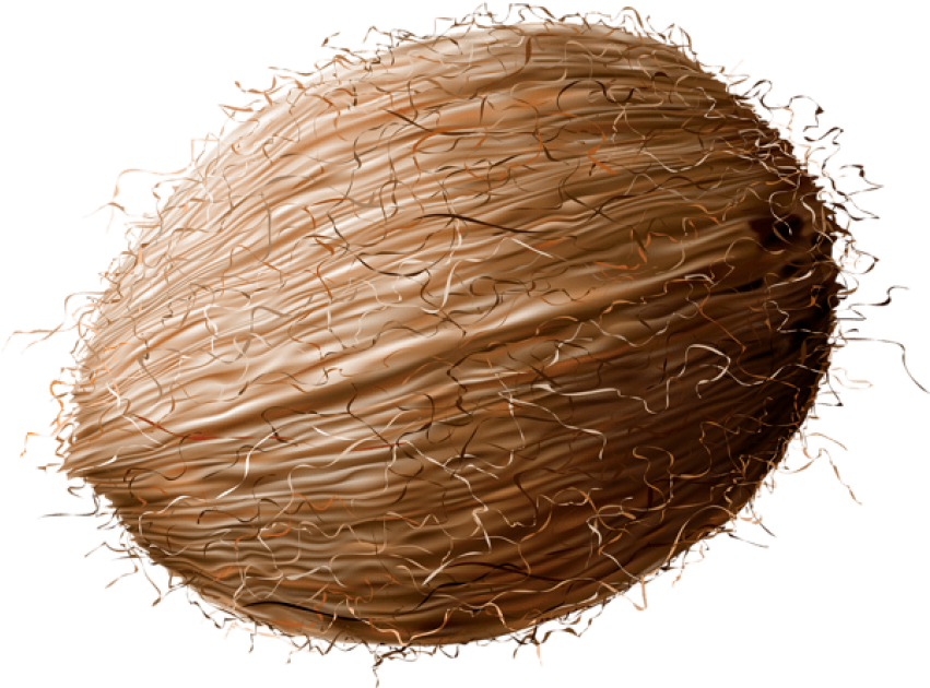 Coconut Transparent Png - Clipart Image Of Coconut (850x641), Png Download