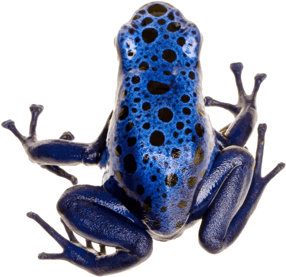 Poison Dart Frog Photo - Poison Dart Frog Cartoon Clipart (728x748), Png Download