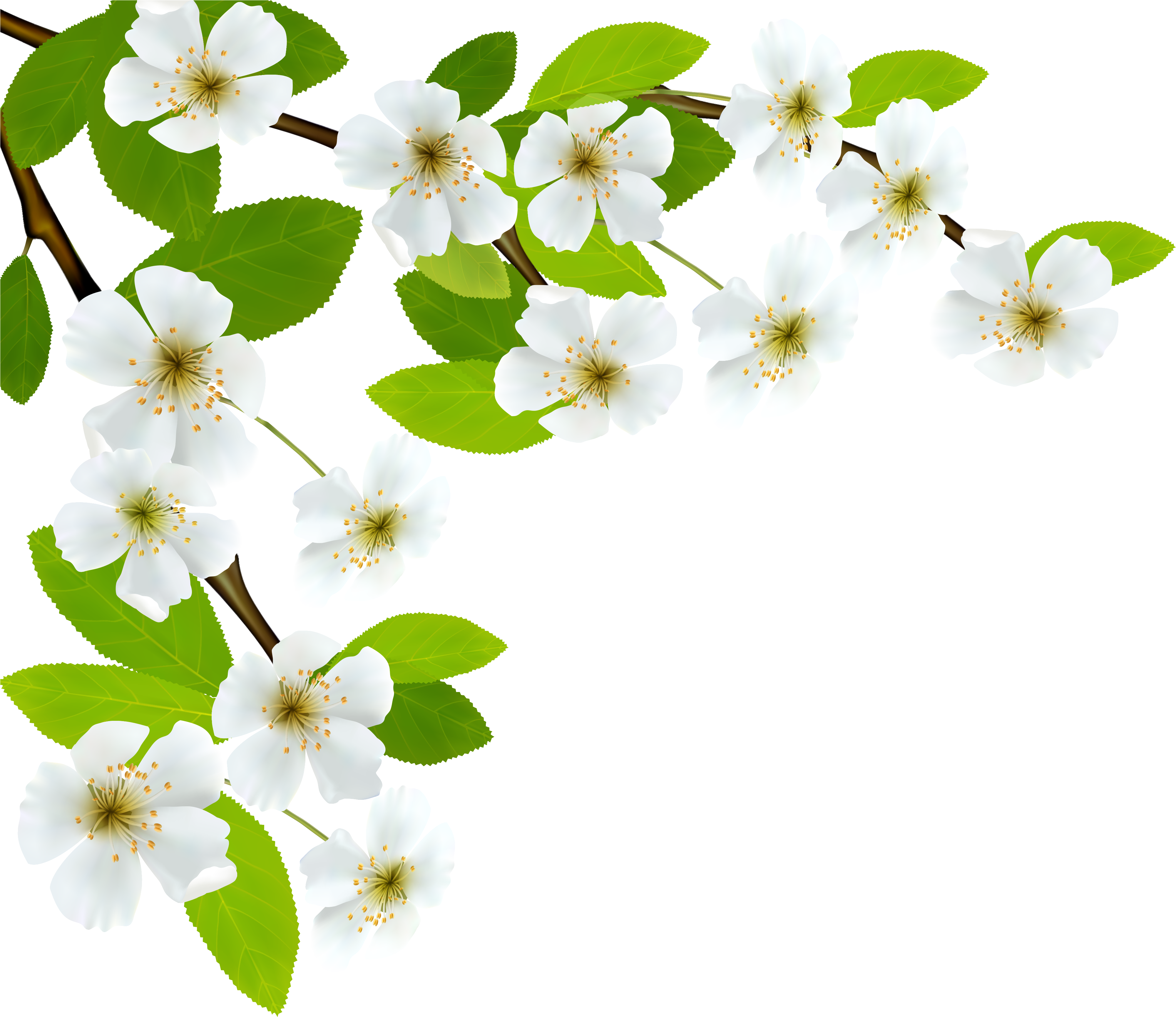 White Spring Flowers Png Clipart (4088x3680), Png Download