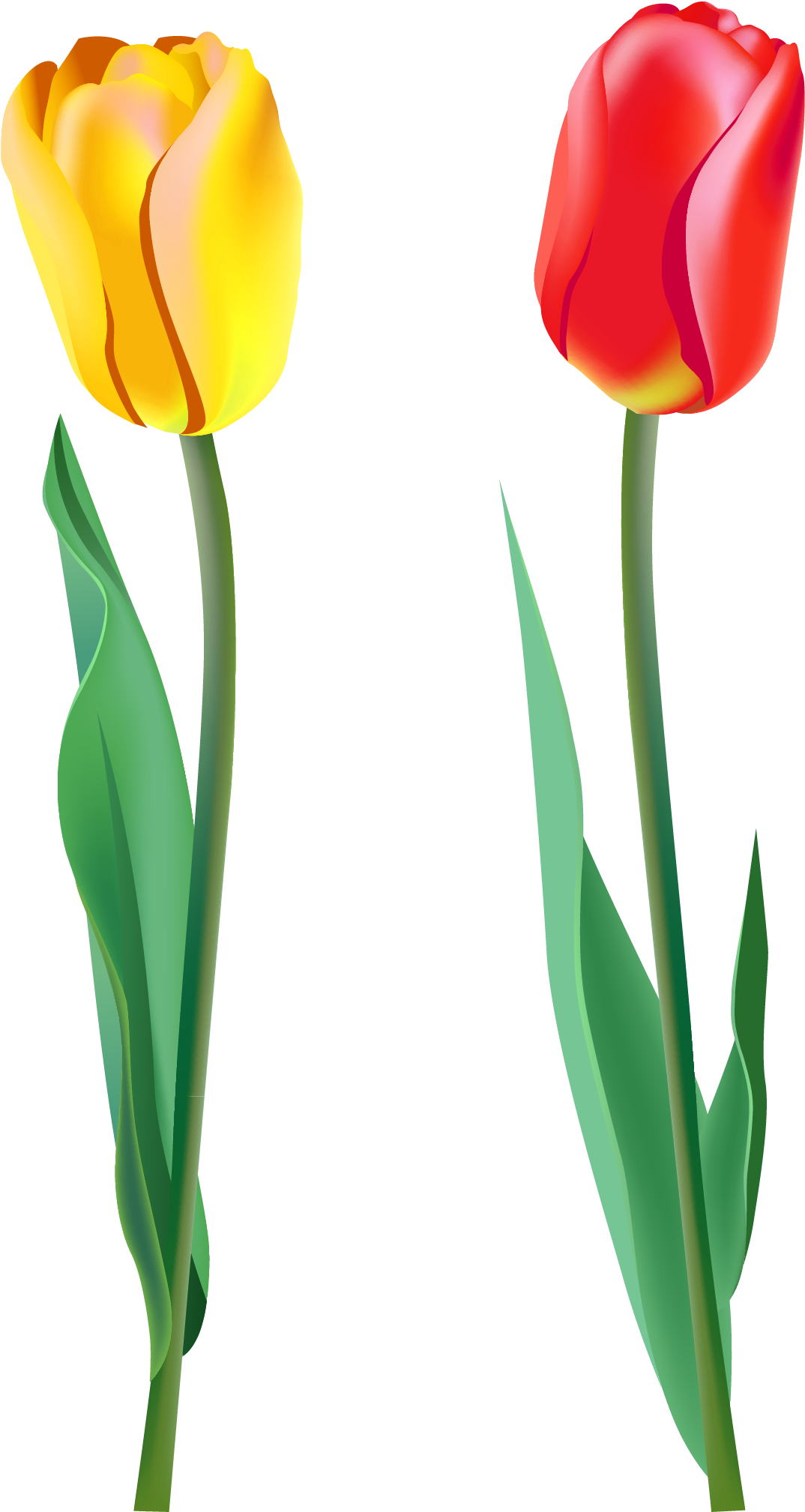 Banner Free Stock Spring Png Gallery Yopriceville High - Real Tulips Transparent Background Clipart (1382x2035), Png Download