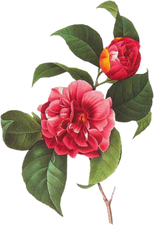 Cute Sticker - Camellia Flower Clip Art - Png Download (1024x1024), Png Download