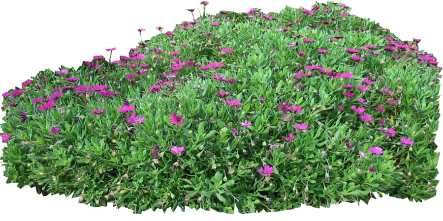 Shrub Png Clipart (900x450), Png Download