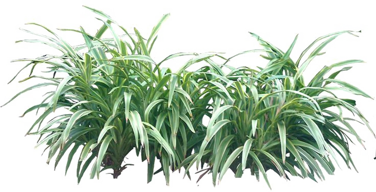 Shrub Png Transparent Image - Tropical Plants Png Clipart (1280x656), Png Download