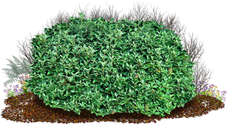 Clipart Black And White Stock Transparent Png Pictures - Shrubs With Transparent Background (1024x597), Png Download