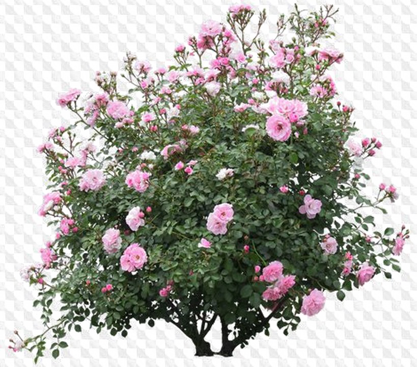 Shrub Png Image Background - Pink Rose Bush Png Clipart (819x720), Png Download