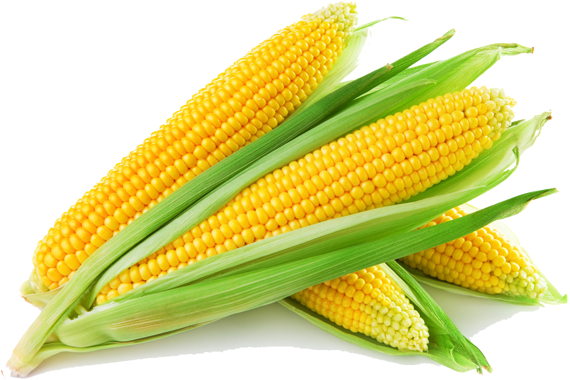 Sweet Corn - Corn Png - Yellow Corn Clipart (1200x900), Png Download