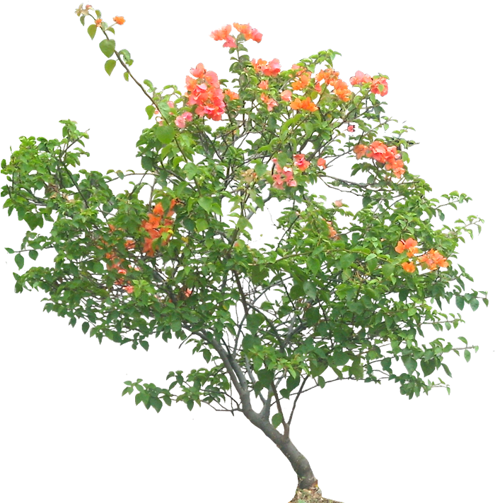 Png V - 5 - 7 Image - Bottlebush Clipart (706x732), Png Download