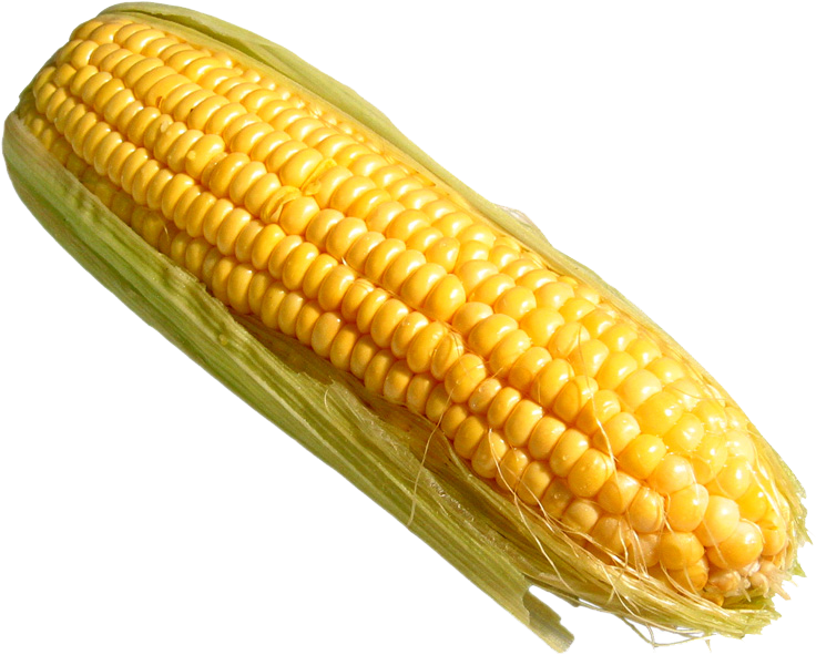 Corn Png Pic - Corn On The Cob Transparent Clipart (1024x768), Png Download