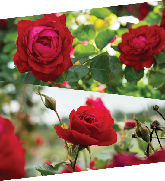 Canadian Shield - Garden Roses Clipart (547x600), Png Download