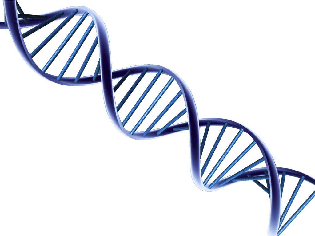 Dna Png Clipart (1024x768), Png Download