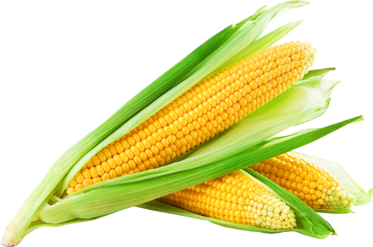 Corn Png Image - Sweet Corn Clipart (1219x806), Png Download