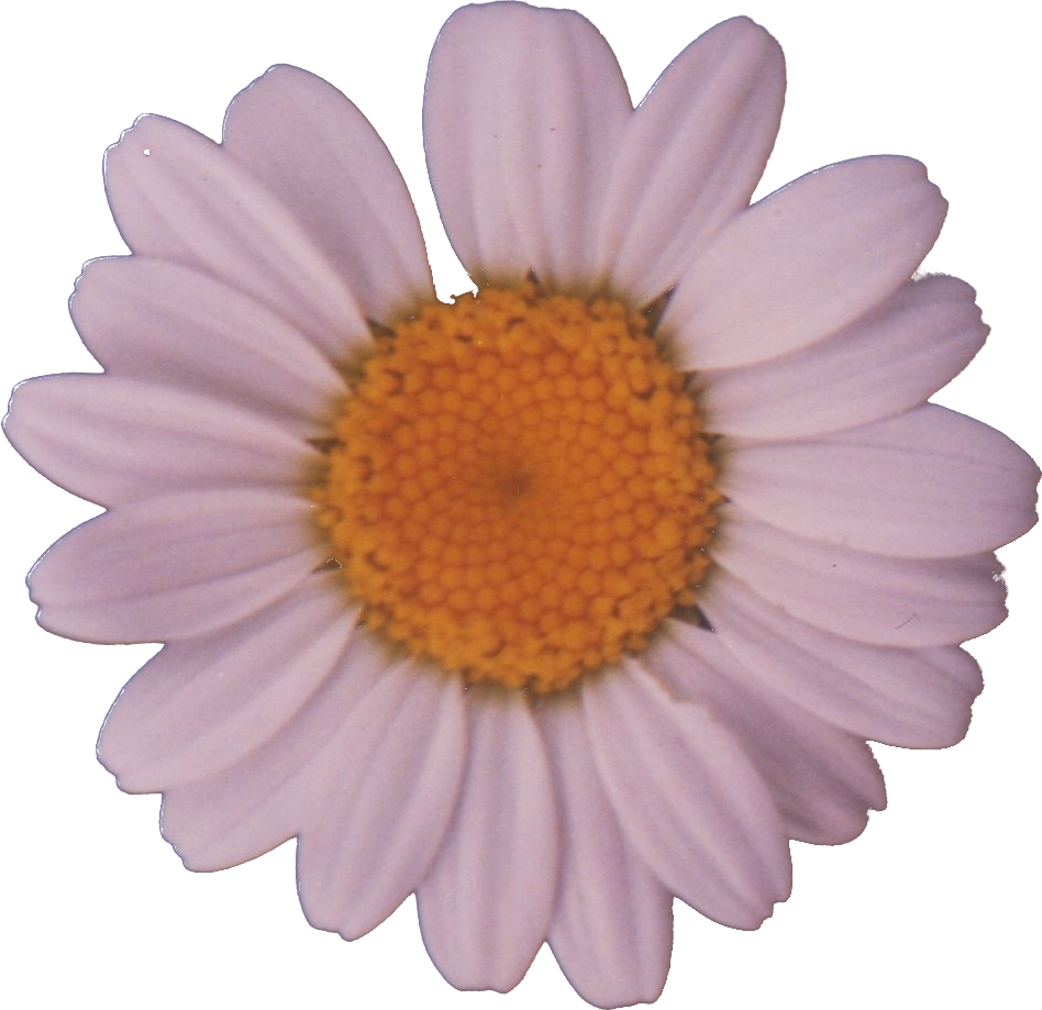 File - Daisy - Oxeye Daisy Clipart - Large Size Png Image - PikPng