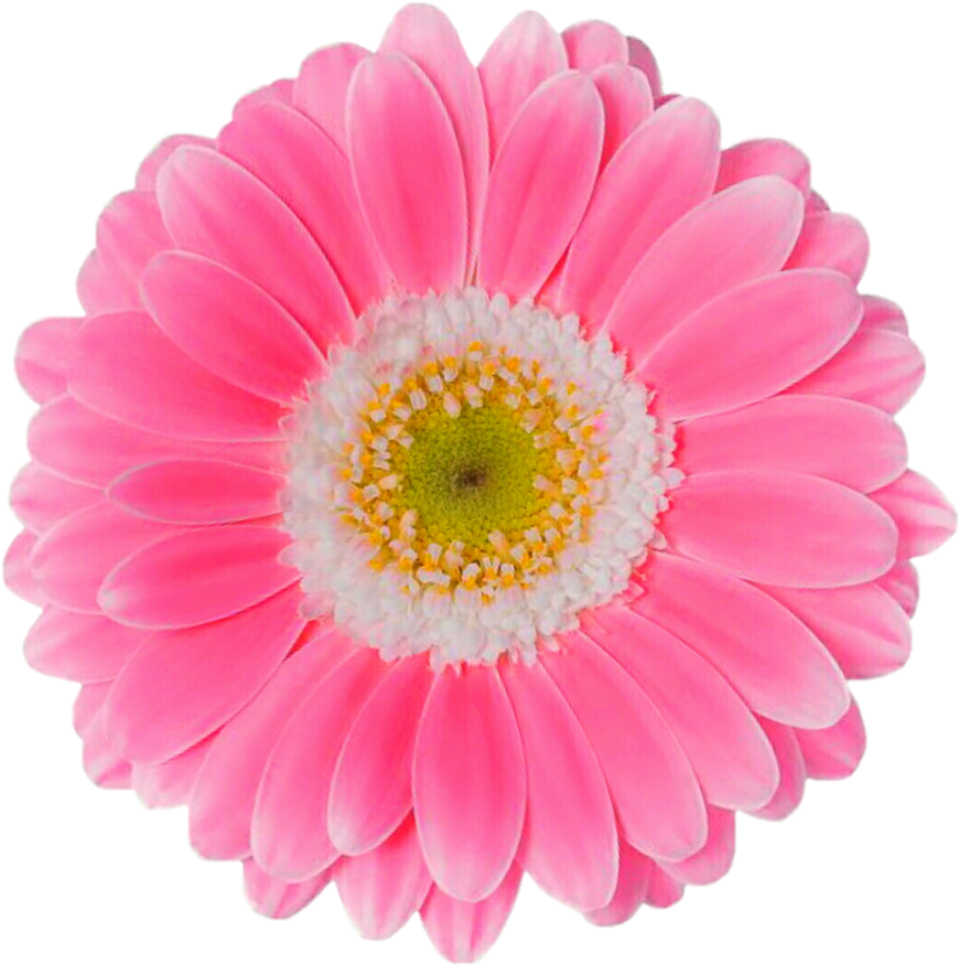 Pink Daisy Png Clipart (870x875), Png Download