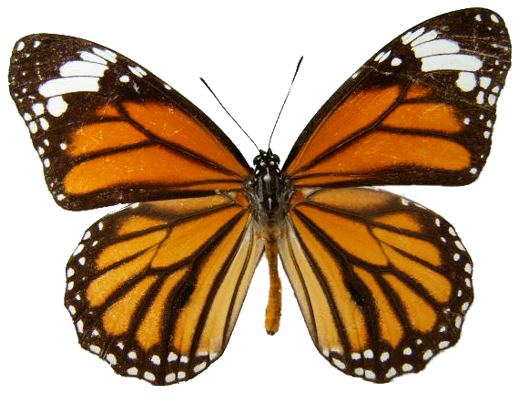 Danaus Genutia Transparent Background - Monarch Butterfly Transparent Background Clipart (640x480), Png Download