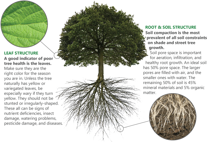 How It Works - Rooted Oak Tree Clipart (695x478), Png Download