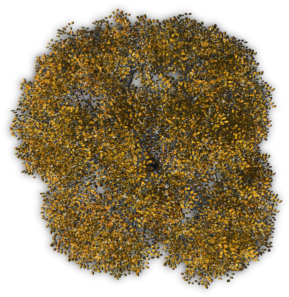 Tree Autumn 8 06 Feb 2009 - Tree From Above Transparent Clipart (635x626), Png Download
